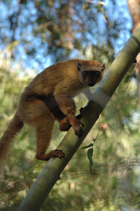 A female blue-eyed black lemur.